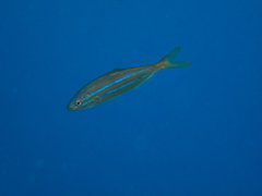Elagatis bipinnulata