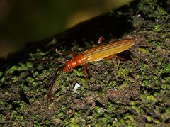 Stenoderus concolor