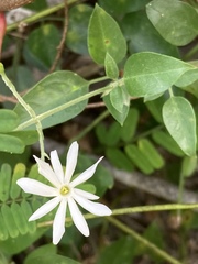Jasminum fluminense