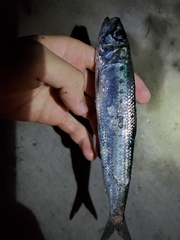 Sardinops sagax