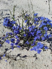 Dampiera lanceolata lanceolata