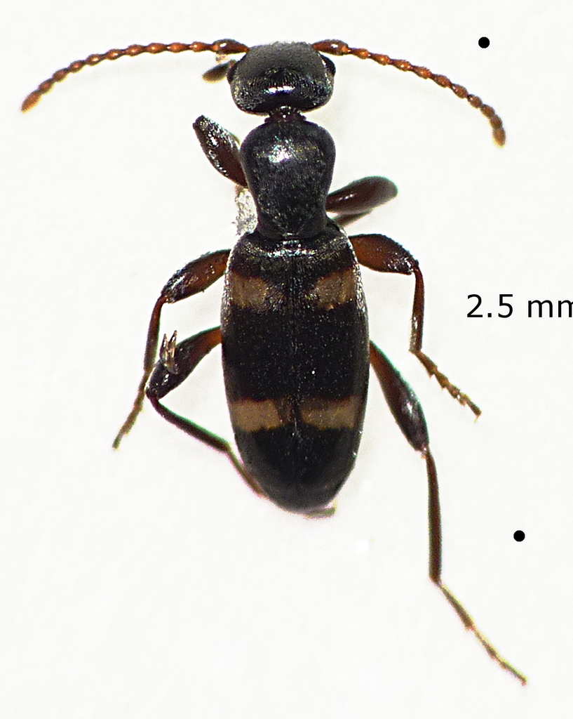 Floydwernerius australis
