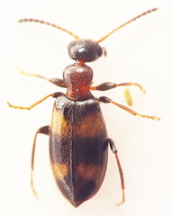 Pseudocyclodinus strictus