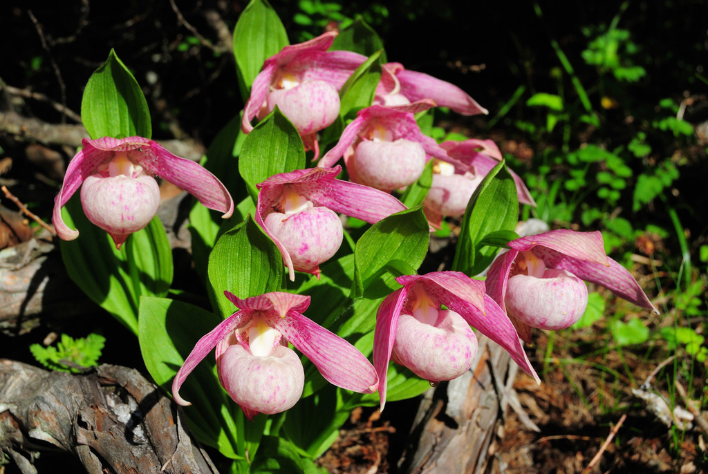 Cypripedium taiwanalpinum