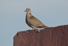 Streptopelia decaocto