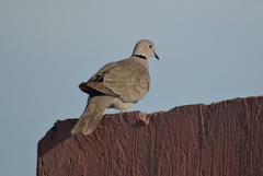 Streptopelia decaocto