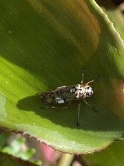 Cicadellidae