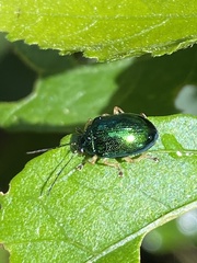 Colaspis laeta