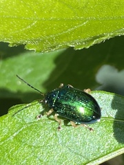 Colaspis laeta