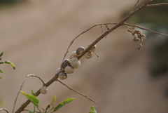 Theba pisana