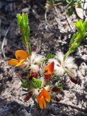 Pultenaea prostrata