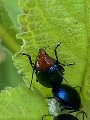 Chalcophana