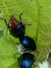 Chalcophana