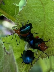 Chalcophana