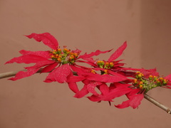 Euphorbia pulcherrima