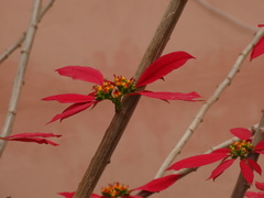 Euphorbia pulcherrima