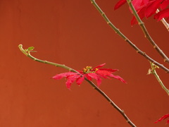 Euphorbia pulcherrima