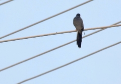 Cacomantis passerinus