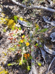 Pultenaea prostrata