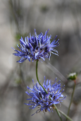 Jasione heldreichii
