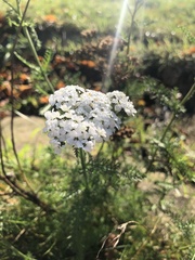 Achillea millefolium