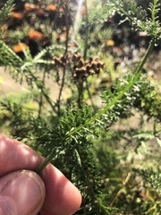 Achillea millefolium