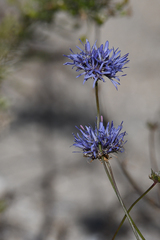 Jasione heldreichii