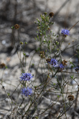 Jasione heldreichii