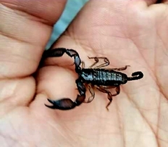 Scorpionoidea
