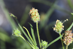 Plantago arenaria