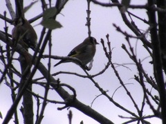 Carduelis carduelis