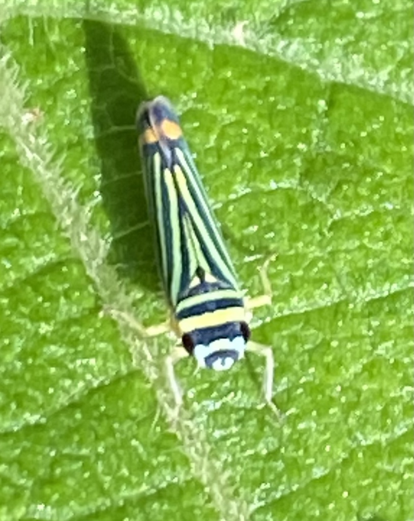 Subrasaca flavolineata