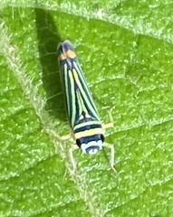 Subrasaca flavolineata