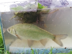 Scardinius hesperidicus