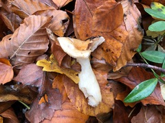 Russula fellea
