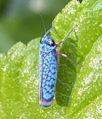 Versigonalia ruficauda