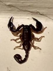 Euscorpius italicus