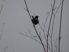 Curruca melanocephala