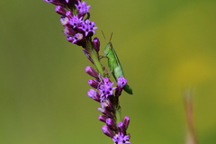 Aptenopedes sphenarioides