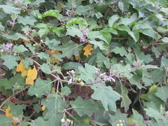 Solanum violaceum