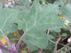 Solanum violaceum
