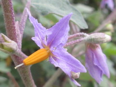 Solanum violaceum