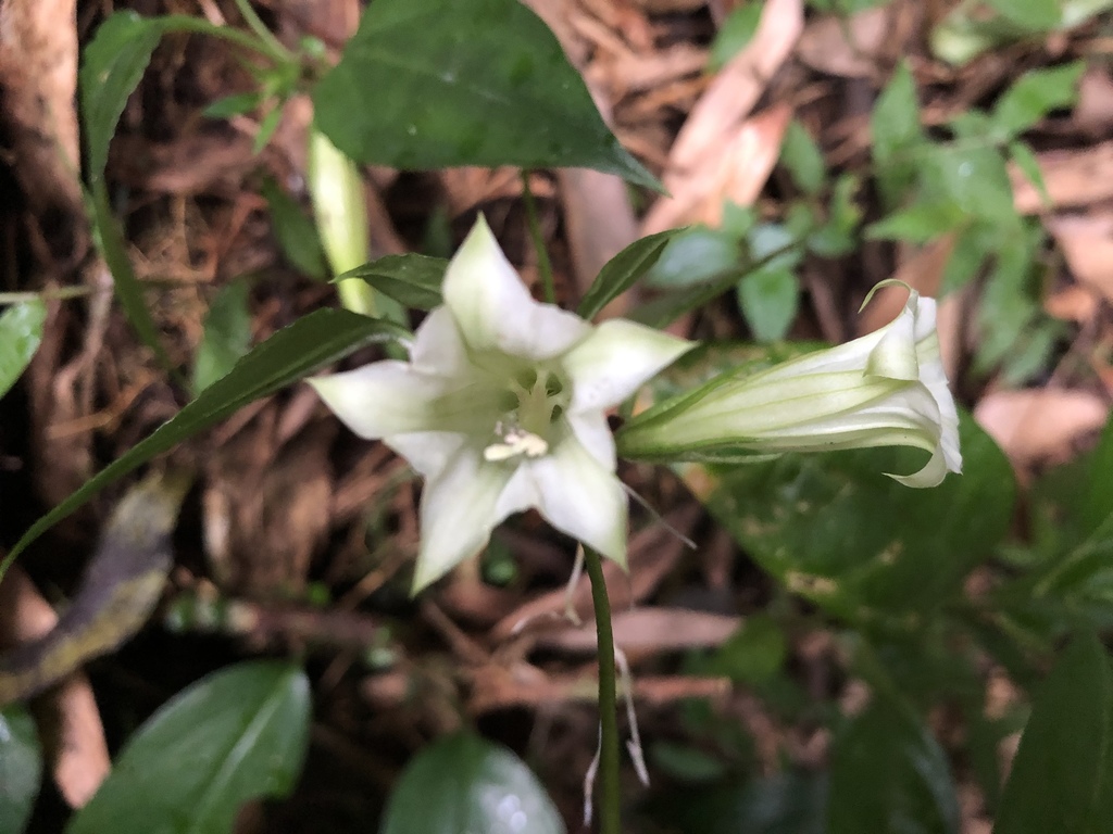 Tripterospermum taiwanense