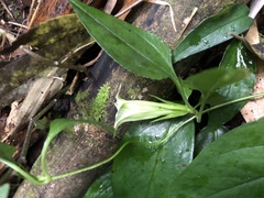 Tripterospermum taiwanense