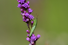 Aptenopedes sphenarioides