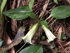 Tripterospermum taiwanense