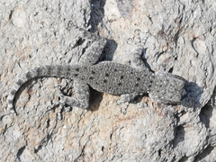 Ptyodactylus puiseuxi