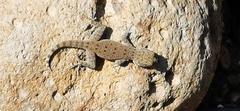 Ptyodactylus puiseuxi