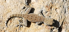 Ptyodactylus puiseuxi