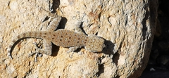 Ptyodactylus puiseuxi